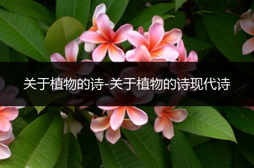关于植物的诗-关于植物的诗现代诗