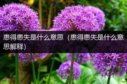 患得患失是什么意思(患得患失是什么意思解释)