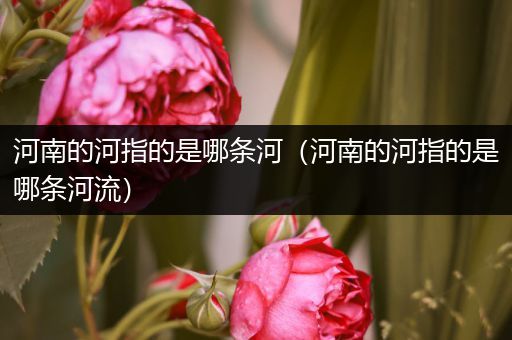 河南的河指的是哪条河(河南的河指的是哪条河流)