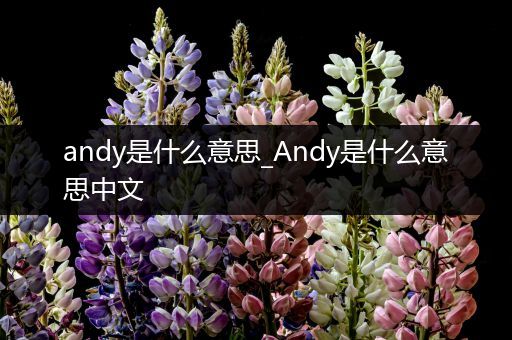 andy是什么意思_Andy是什么意思中文