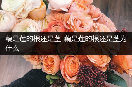 藕是莲的根还是茎-藕是莲的根还是茎为什么