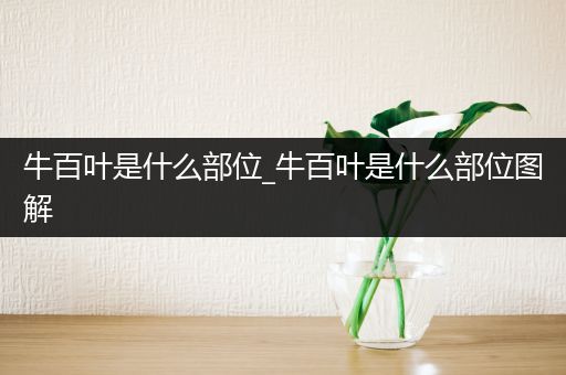牛百叶是什么部位_牛百叶是什么部位图解