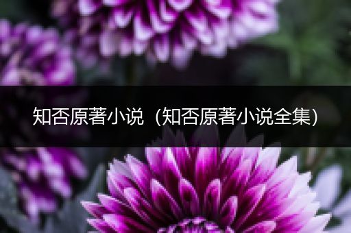 知否原著小说(知否原著小说全集)