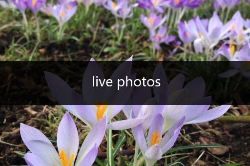 live photos