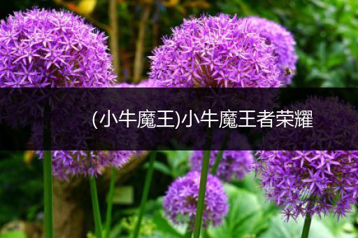 (小牛魔王)小牛魔王者荣耀