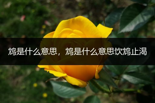 鸩是什么意思,鸩是什么意思饮鸩止渴