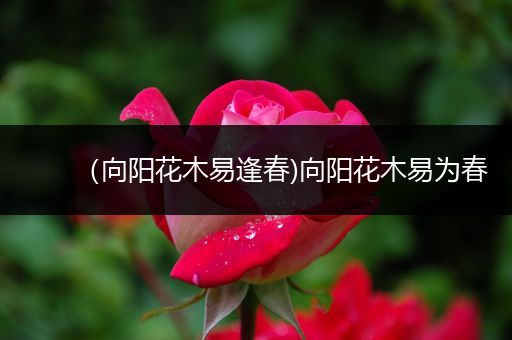 (向阳花木易逢春)向阳花木易为春