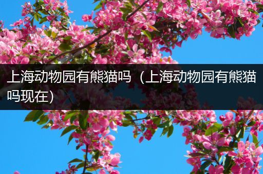 上海动物园有熊猫吗(上海动物园有熊猫吗现在)