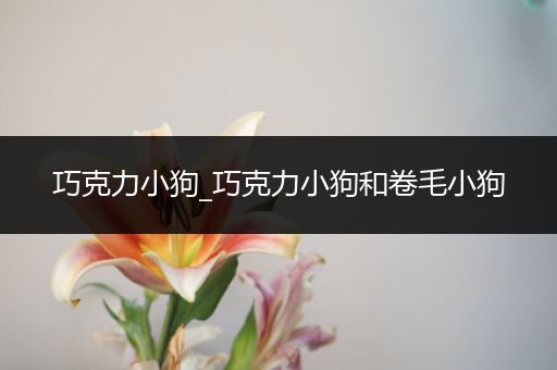 巧克力小狗_巧克力小狗和卷毛小狗