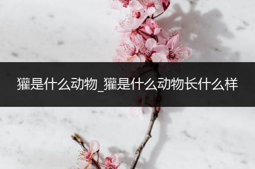 獾是什么动物_獾是什么动物长什么样