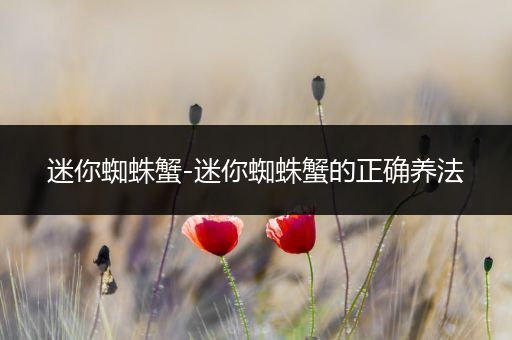 迷你蜘蛛蟹-迷你蜘蛛蟹的正确养法