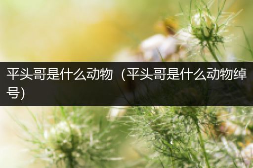 平头哥是什么动物（平头哥是什么动物绰号）