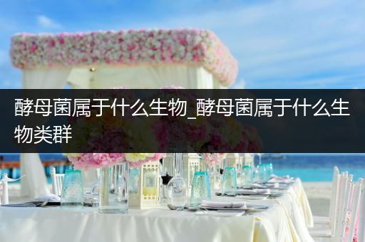 酵母菌属于什么生物_酵母菌属于什么生物类群