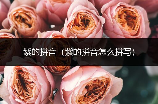 紫的拼音(紫的拼音怎么拼写)