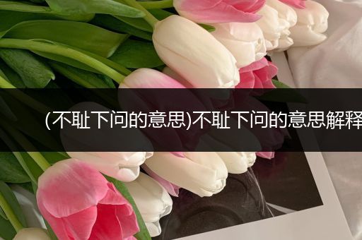 (不耻下问的意思)不耻下问的意思解释