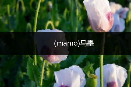 (mamo)马墨