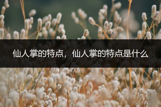 仙人掌的特点,仙人掌的特点是什么