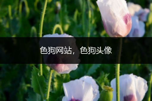 色狗网站,色狗头像