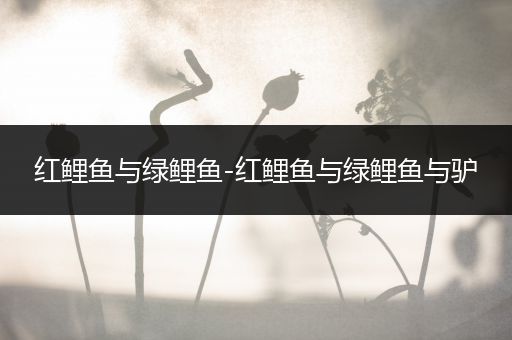 红鲤鱼与绿鲤鱼-红鲤鱼与绿鲤鱼与驴