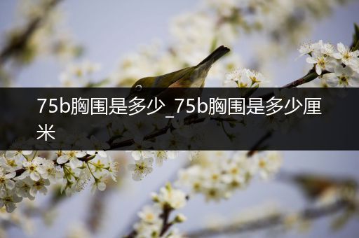 75b胸围是多少_75b胸围是多少厘米