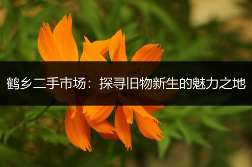 鹤乡二手市场：探寻旧物新生的魅力之地