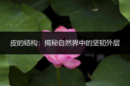 皮的结构：揭秘自然界中的坚韧外层