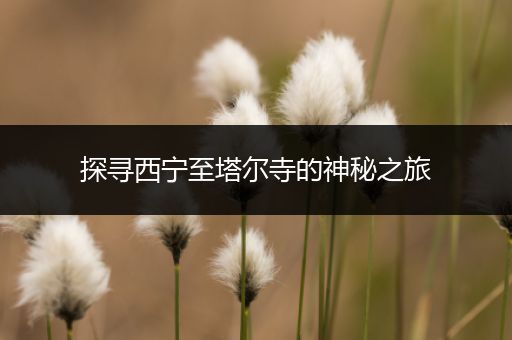 探寻西宁至塔尔寺的神秘之旅