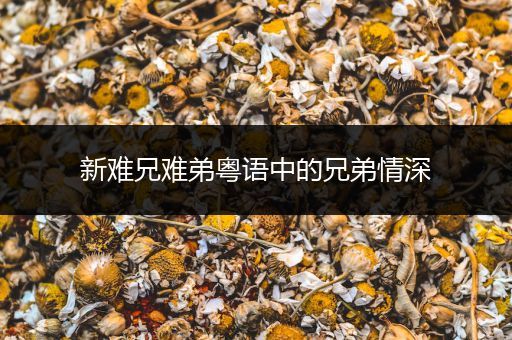 新难兄难弟粤语中的兄弟情深