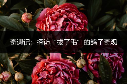 奇遇记：探访“拔了毛”的鸽子奇观