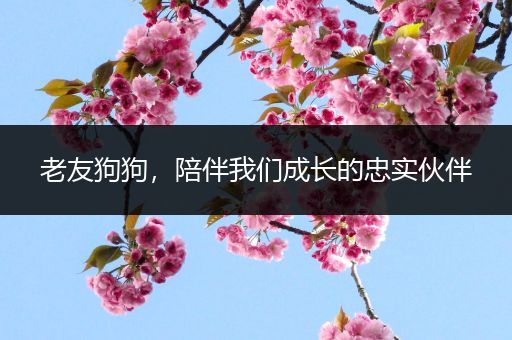 老友狗狗，陪伴我们成长的忠实伙伴