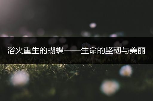 浴火重生的蝴蝶——生命的坚韧与美丽