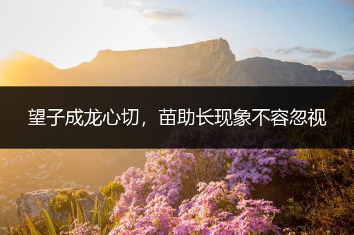 望子成龙心切，苗助长现象不容忽视