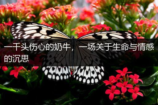 一千头伤心的奶牛，一场关于生命与情感的沉思