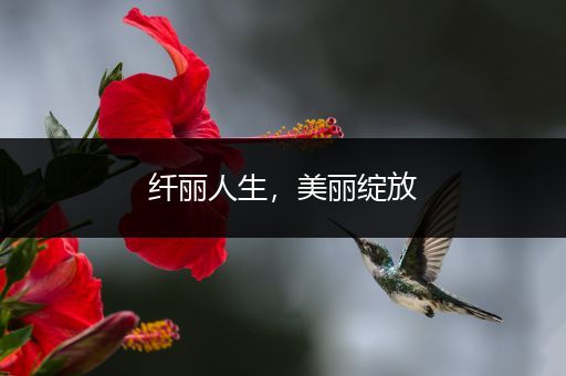 纤丽人生，美丽绽放