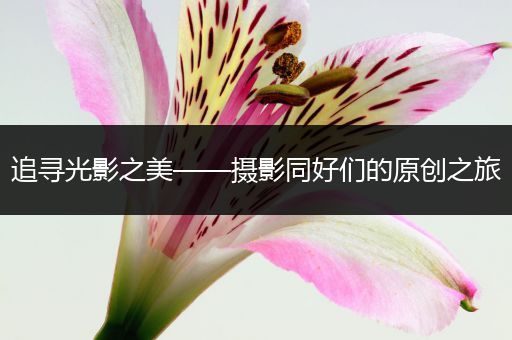追寻光影之美——摄影同好们的原创之旅