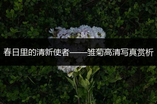 春日里的清新使者——雏菊高清写真赏析