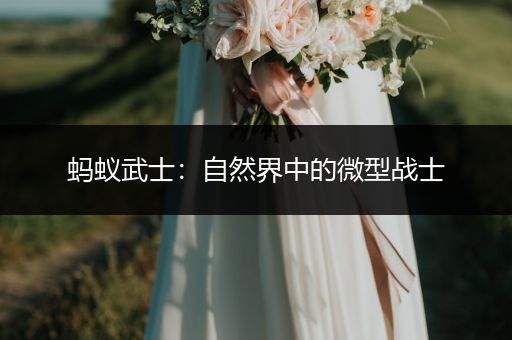 蚂蚁武士：自然界中的微型战士