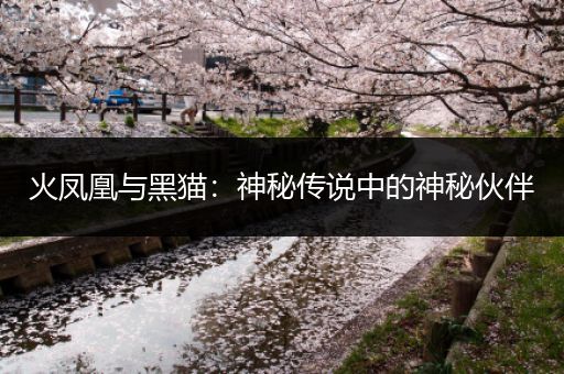 火凤凰与黑猫：神秘传说中的神秘伙伴