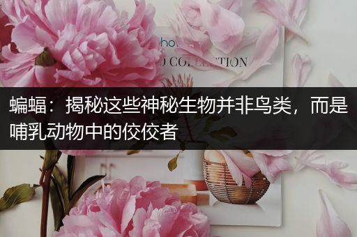 蝙蝠：揭秘这些神秘生物并非鸟类，而是哺乳动物中的佼佼者