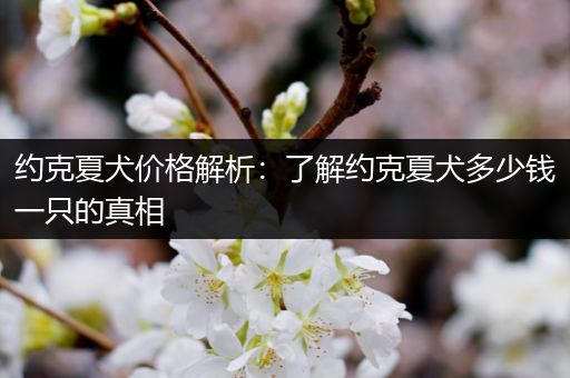 约克夏犬价格解析：了解约克夏犬多少钱一只的真相
