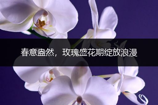春意盎然，玫瑰盛花期绽放浪漫