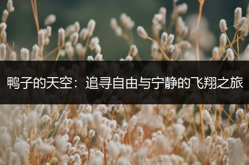 鸭子的天空：追寻自由与宁静的飞翔之旅