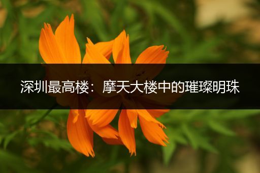 深圳最高楼：摩天大楼中的璀璨明珠